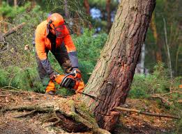 Professional Tree Services in Forest, VA